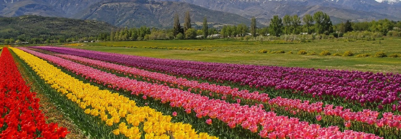 BARILOCHE Y EL BOLSON ENTRE TULIPANES