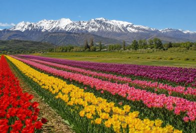 BARILOCHE Y EL BOLSON ENTRE TULIPANES