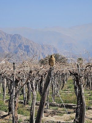 Norte Argentino · foto 4
